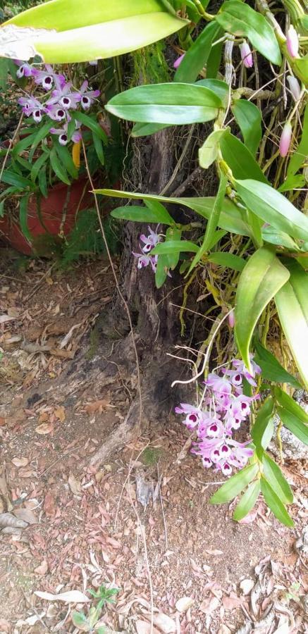 Pousada Sirius São Roque de Minas Dış mekan fotoğraf